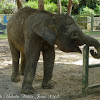 Bornean Pygmy Elephant