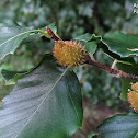 American beech