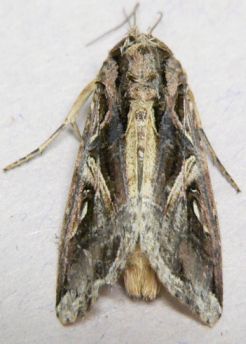 Dolichos Armyworm Moth