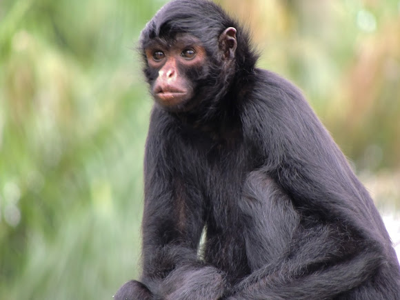 File:Macaco Aranha Preto (Ateles Piniscus).JPG - Wikimedia Commons
