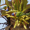 Red-collared Lorikeet