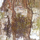 Fern-like Lichen