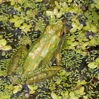 Cricket Frog