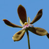 Butterfly orchid