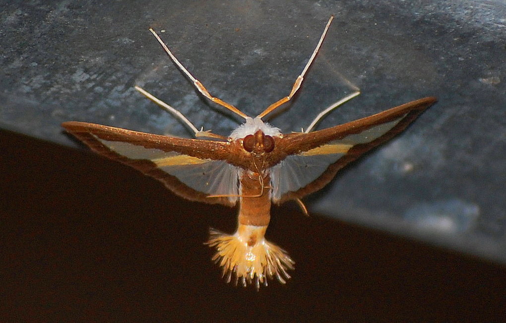 Clear wing moth