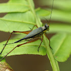 Common Bush Cricket