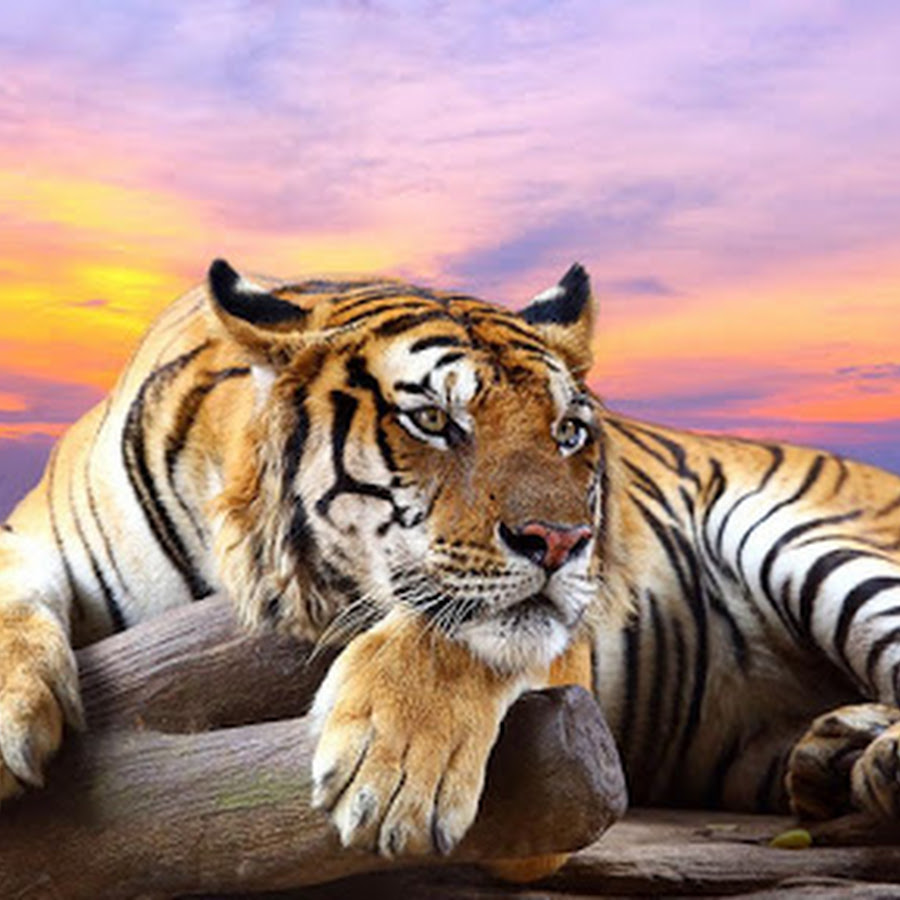 Wild animals Live Wallpaper - Android Apps on Google Play