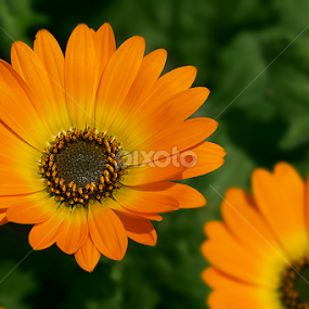 by Bharat Dudeja - Flowers Flower Gardens