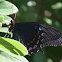 Pink-spotted Swallowtail