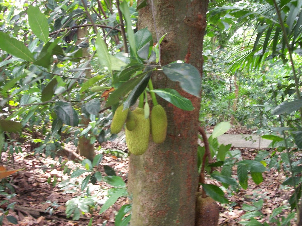 Jackfruit tree