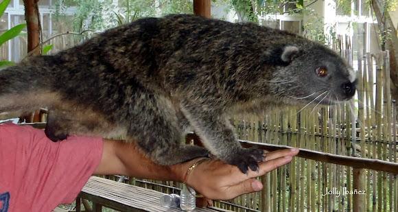 Palawan Bear Cat (Binturong) | Project Noah