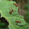 Leaf Cutter ants