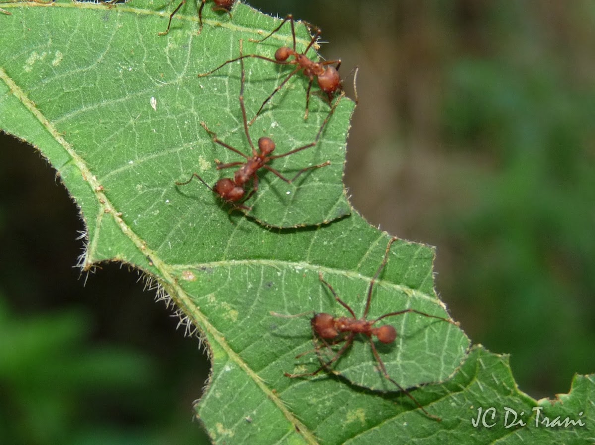 Leaf Cutter ants
