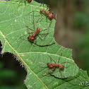 Leaf Cutter ants