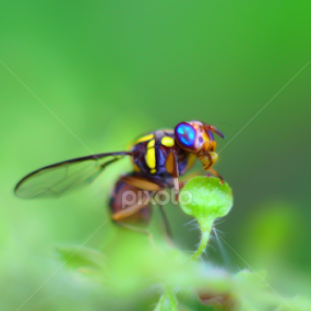 by Aswin Kep - Animals Insects & Spiders