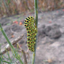 Old World/Common Yellow/European Swallowtail (caterpillar)