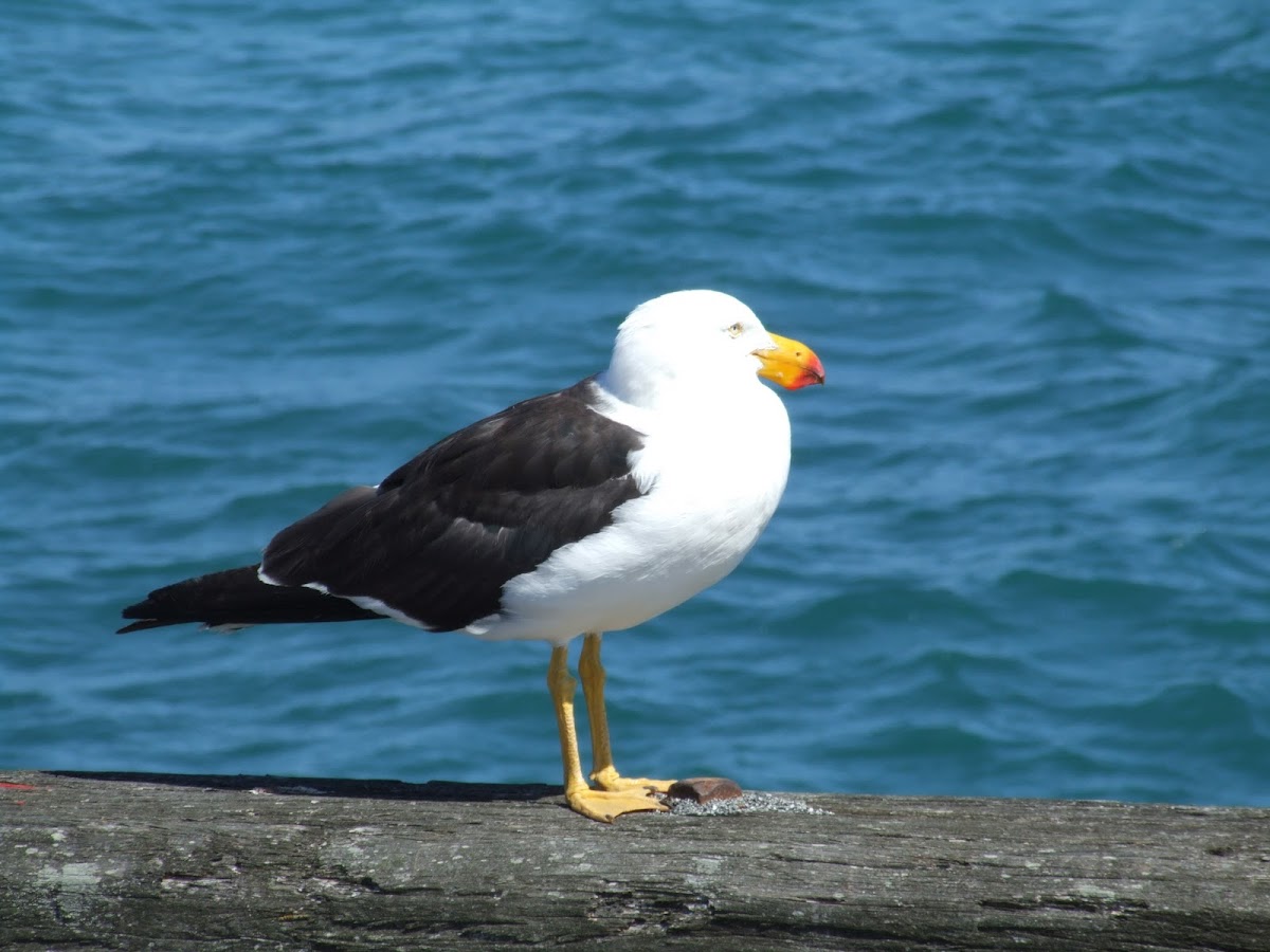 Pacific Gull