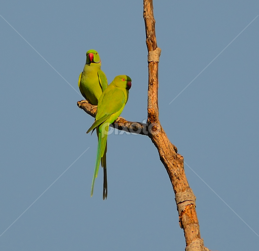 Parakit couple by Prasad Pendharkar - Animals Birds