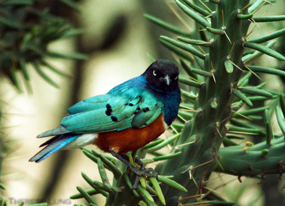 Superb Starling