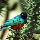 Superb Starling