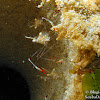 Red-Claw Cuapetes Shrimp