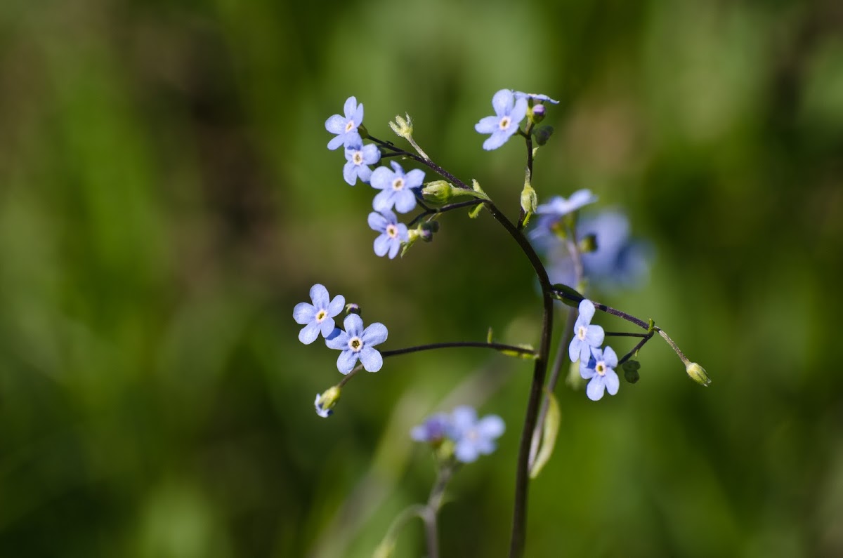 Many-Flowered Stickseed or Wild Forget-Me-Not