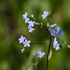 Many-Flowered Stickseed or Wild Forget-Me-Not