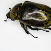 Eastern Hercules Beetle (Female?)