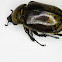 Eastern Hercules Beetle (Female?)
