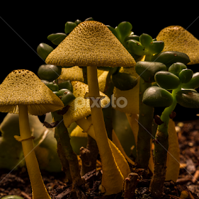 Mushroom Image Four by Ken  Frischkorn - Nature Up Close Mushrooms & Fungi