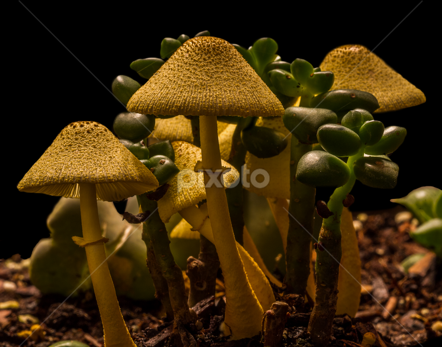 Mushroom Image Four by Ken  Frischkorn - Nature Up Close Mushrooms & Fungi