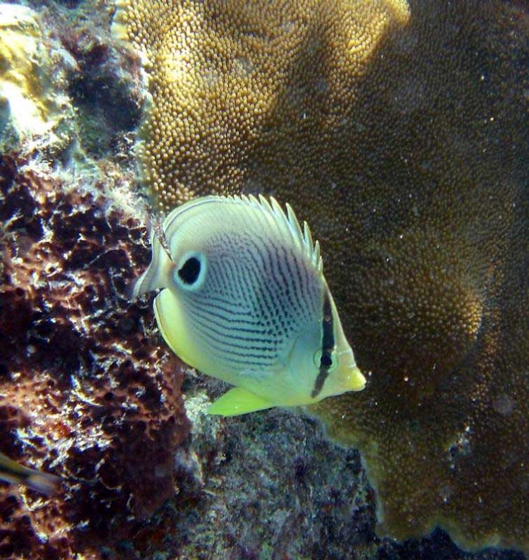 A butterfly fish spotted on a coral reef (yes, they still exist!) in the US Virgin Islands. 