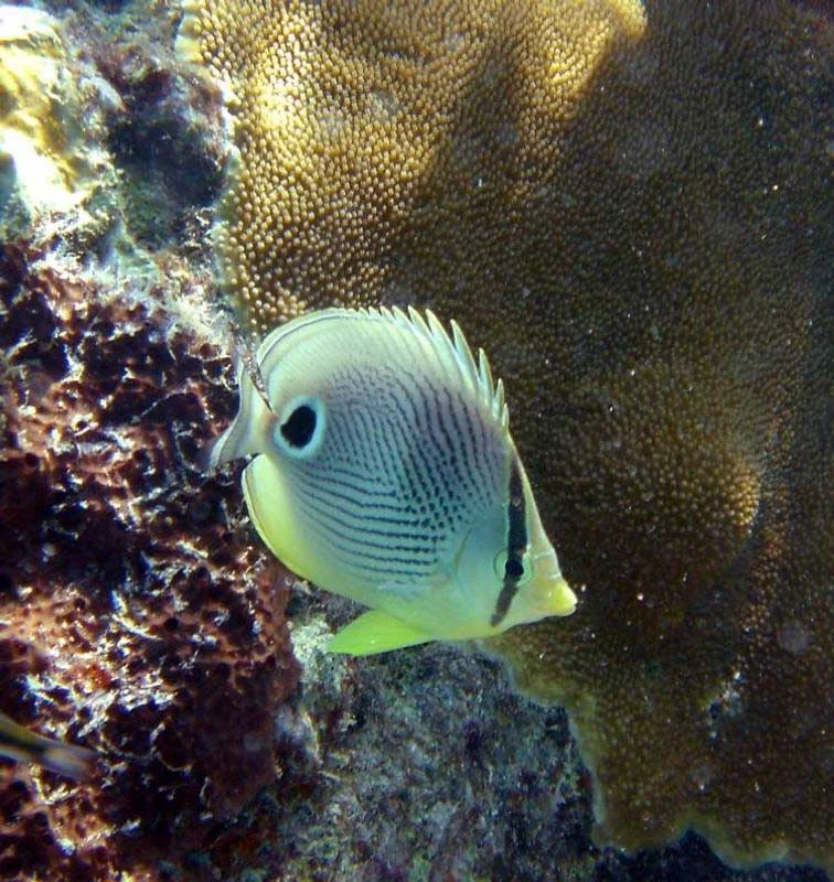 butterfly-fish-USVI - A butterfly fish spotted on a coral reef (yes, they still exist!) in the US Virgin Islands. 
