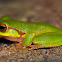 Pearson's Treefrog