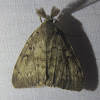 Gypsy Moth, male