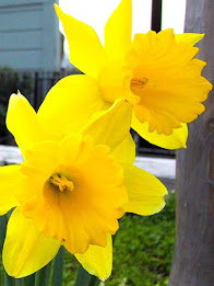 Z Lcd Amoled Flowers Wallpaper poster 5