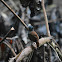 Chestnut-backed Antbird