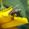 Crab Spider