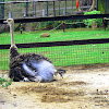 Ostrich or Common Ostrich