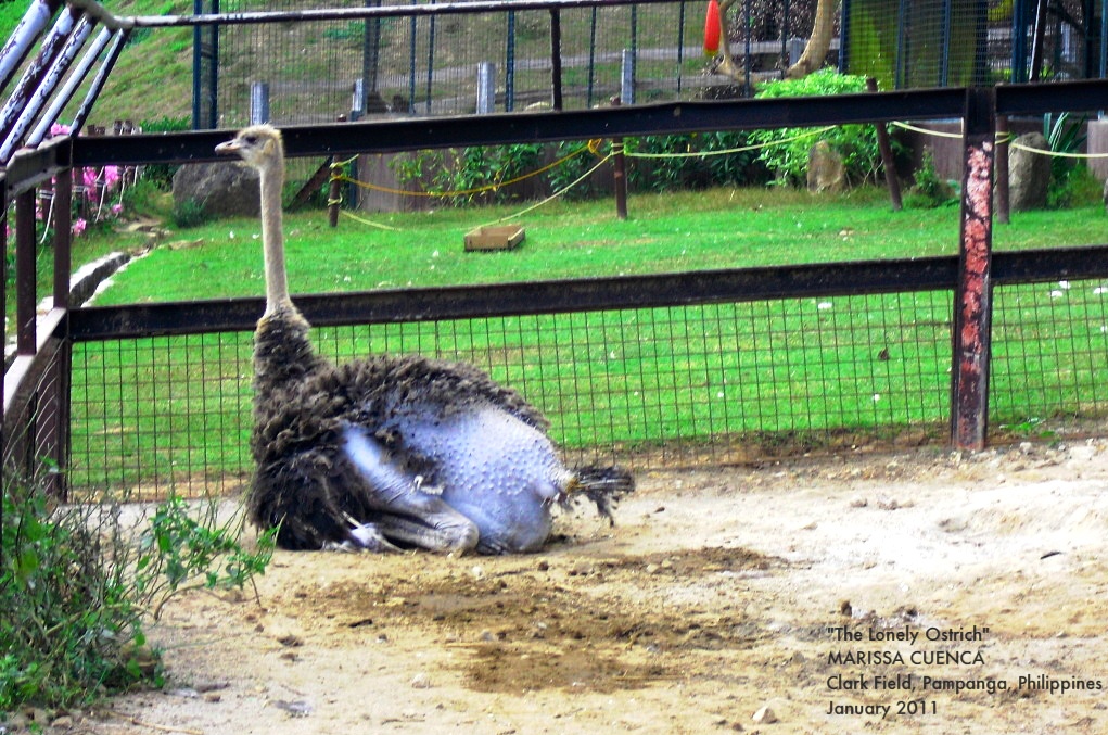 Ostrich or Common Ostrich