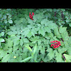 Red baneberry