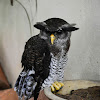 Malay eagle-owl