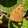 Peacock Pansy