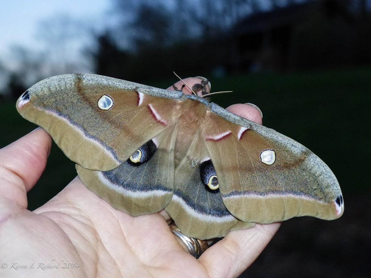 Polyphemus moth (female)