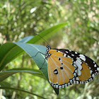 Plane Tiger Butterfly