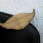 Hook Tip Moth