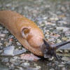 Brown Roundback Slug