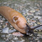 Brown Roundback Slug