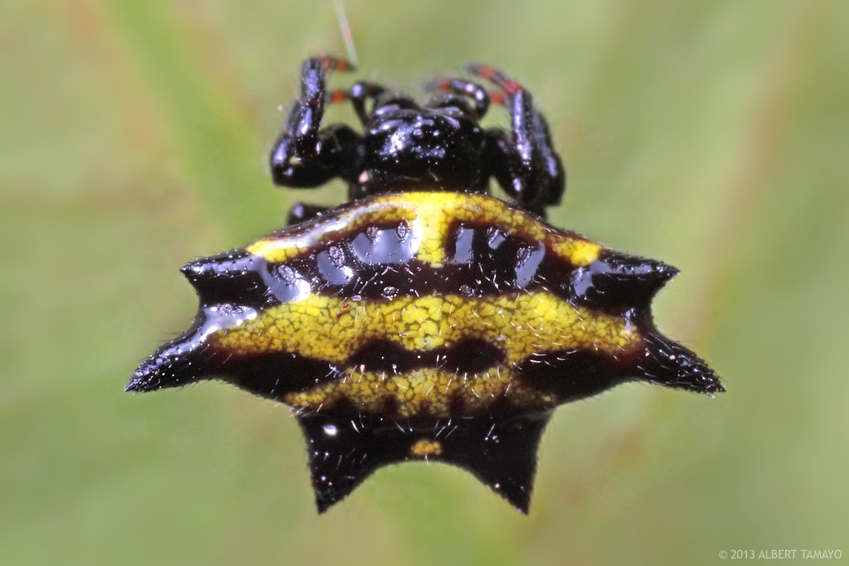 Spiny-backed orb-weaver
