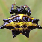 Spiny-backed orb-weaver